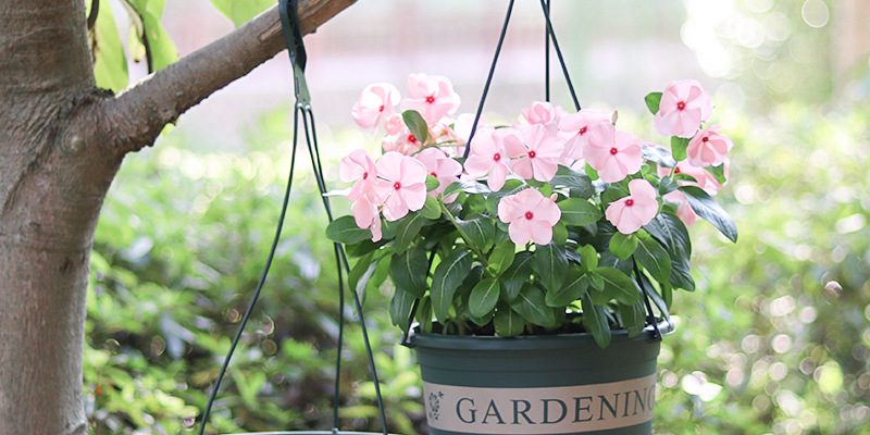 Hanging gallon flower pot (3)