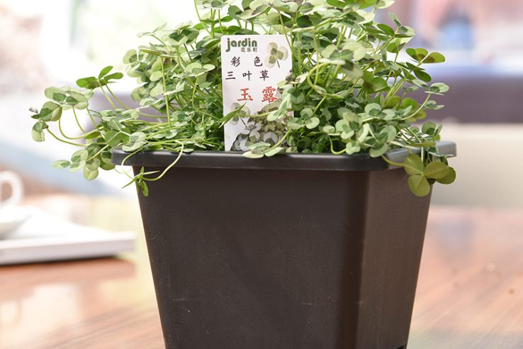 Large square nursery pot (3)