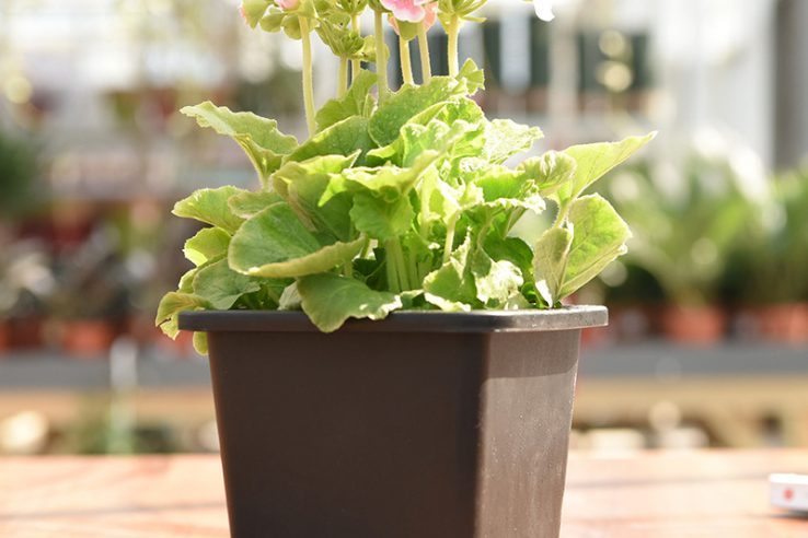 Large square nursery pot (4)