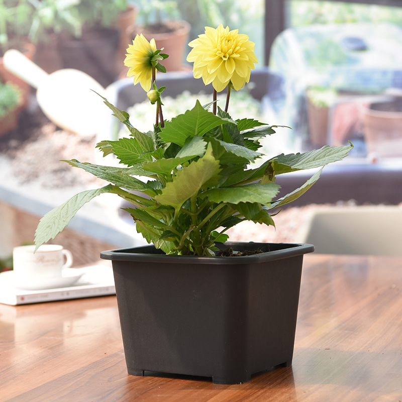 Large square nursery pot Plastic Pot Manufacturers