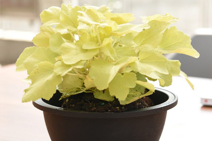Medium round bowl nursery pot (4)