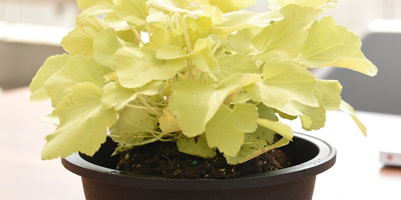 Medium round bowl nursery pot (4)