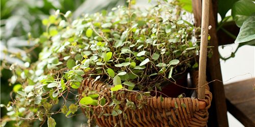 Rattan wall hanging flower pot (1)
