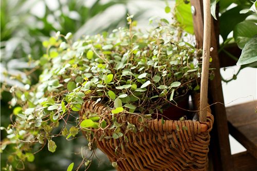 Rattan wall hanging flower pot (1)