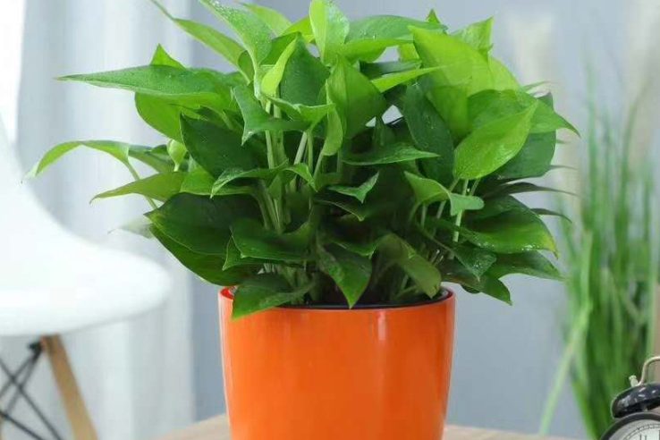 Environmental Lazy Round Plastic Flower Pot (1)