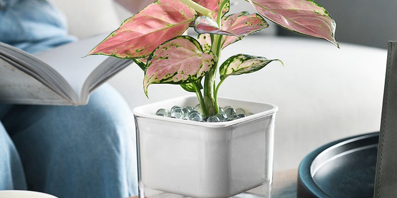 Square hydroponic flower pot (2)