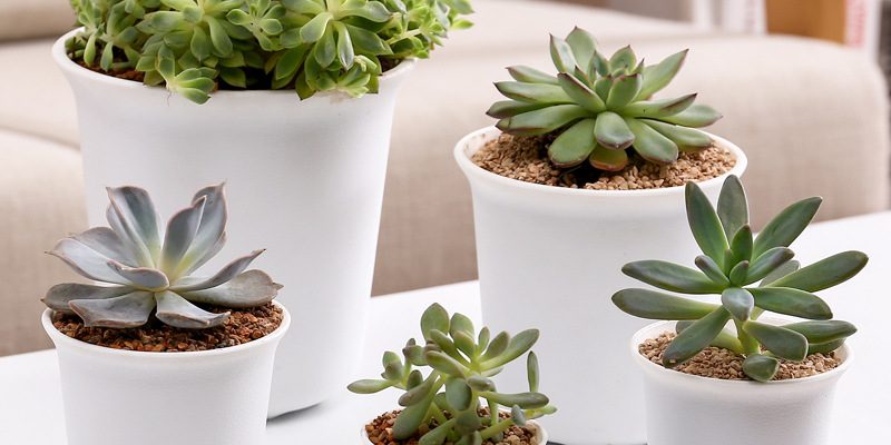 Thickened plastic chunky basin (5)